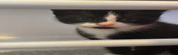 Mixed Breed cats for sale: Kittens in Telford - Advert 8