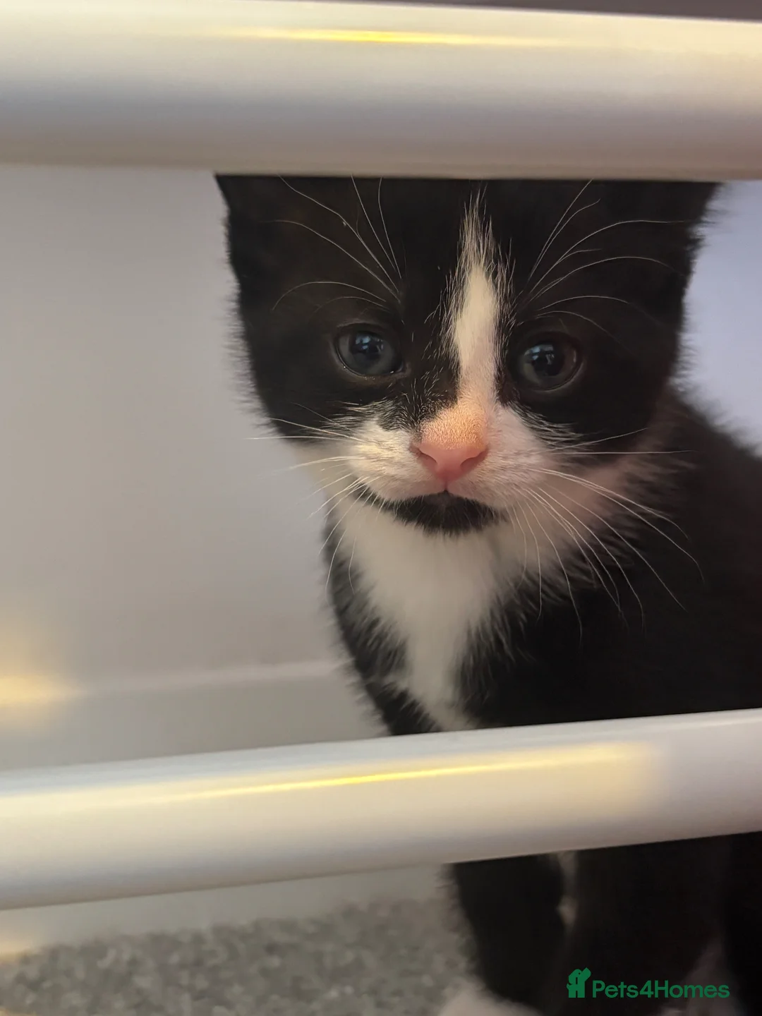 Mixed Breed cats for sale: Kittens in Telford - Advert 8