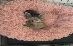 Ragamese cats for sale: Beautiful ragamese/bengal - Image 11