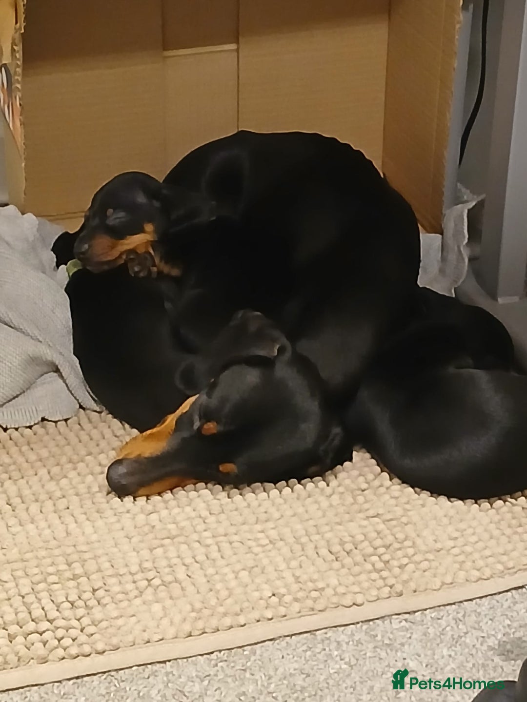 Miniature Dachshund dogs for sale: Miniature dachshund male puppies - Advert 16