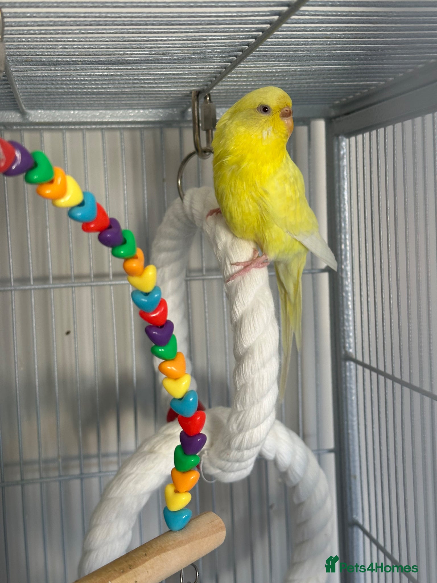 Budgerigars birds 2 adult budgies for sale  - Advert 2