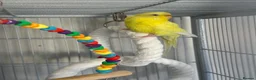 Budgerigars birds for sale: 2 adult budgies for sale  - Advert 2