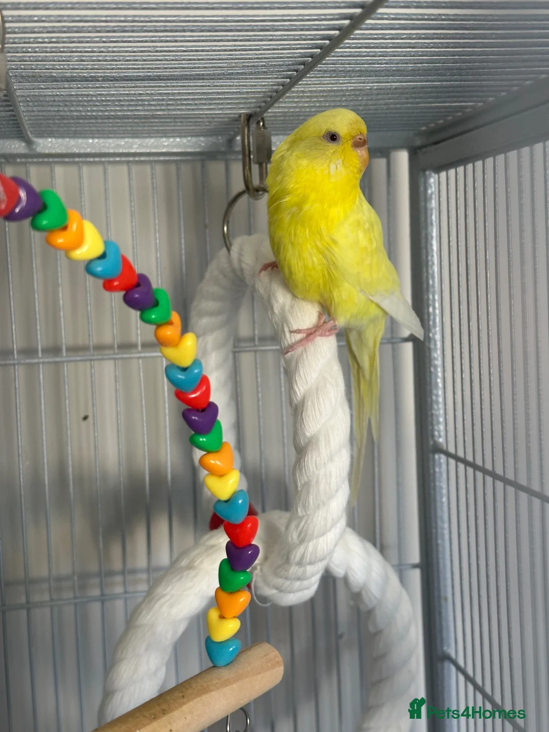 Budgerigars birds for sale: 2 adult budgies for sale  - Advert 2