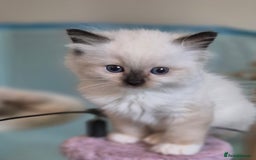 Ragdoll cats for sale: 4 Precious tica Ragdoll girls - Image 9