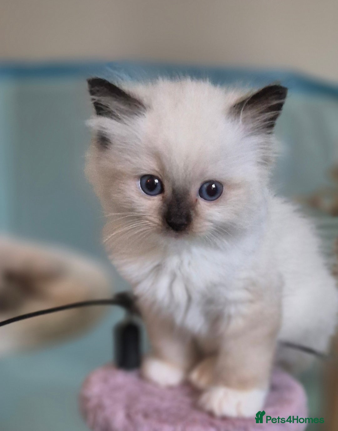 Ragdoll cats for sale: 4 Precious tica Ragdoll girls - Image 9