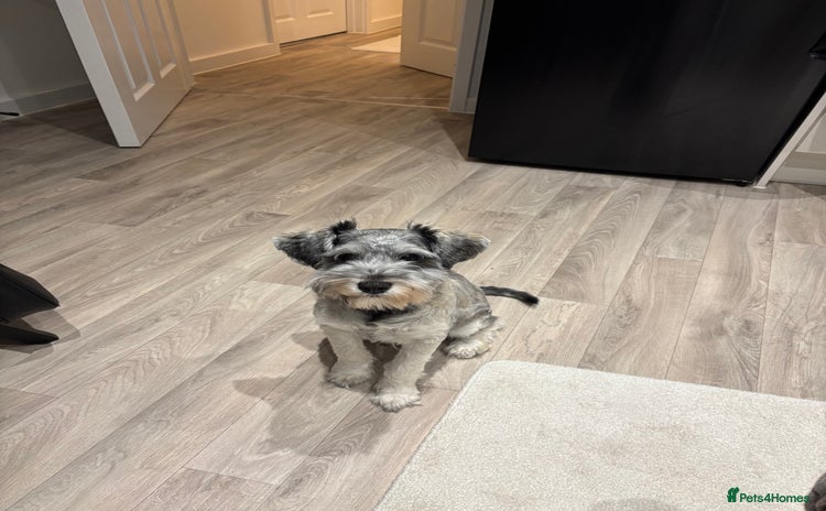 Miniature Schnauzer dogs - Advert 7
