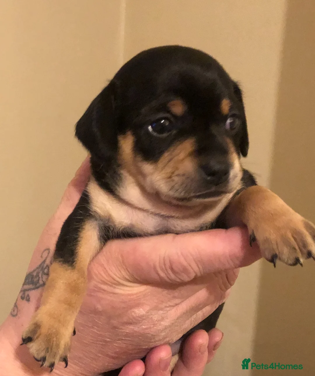 Chiweenie dogs for sale: blue chiweenie and Black and Tan   - Advert 5