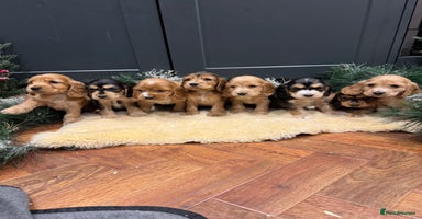 Cocker Spaniel dogs Gorgeous KC Show Cocker Spaniel Puppies - Advert 15