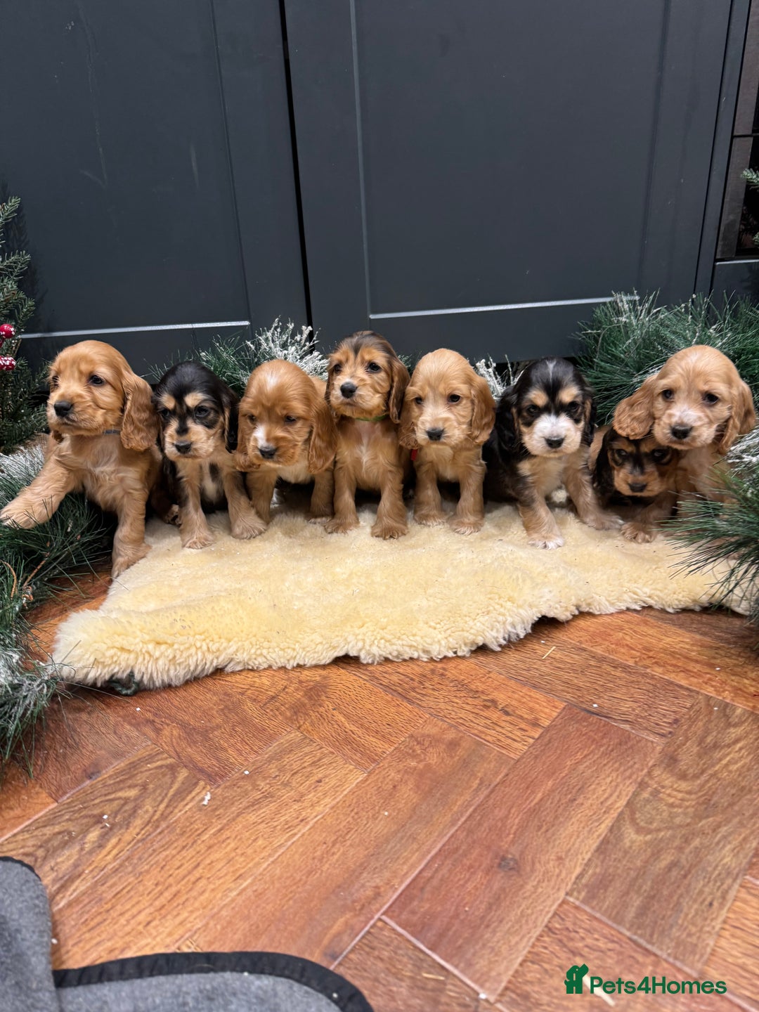 Cocker Spaniel dogs for sale: Gorgeous KC Show Cocker Spaniel Puppies - Advert 3