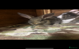 Mini Lion Lop rabbits for sale: Gorgeous angora/lionhead baby rabbits - Image 2