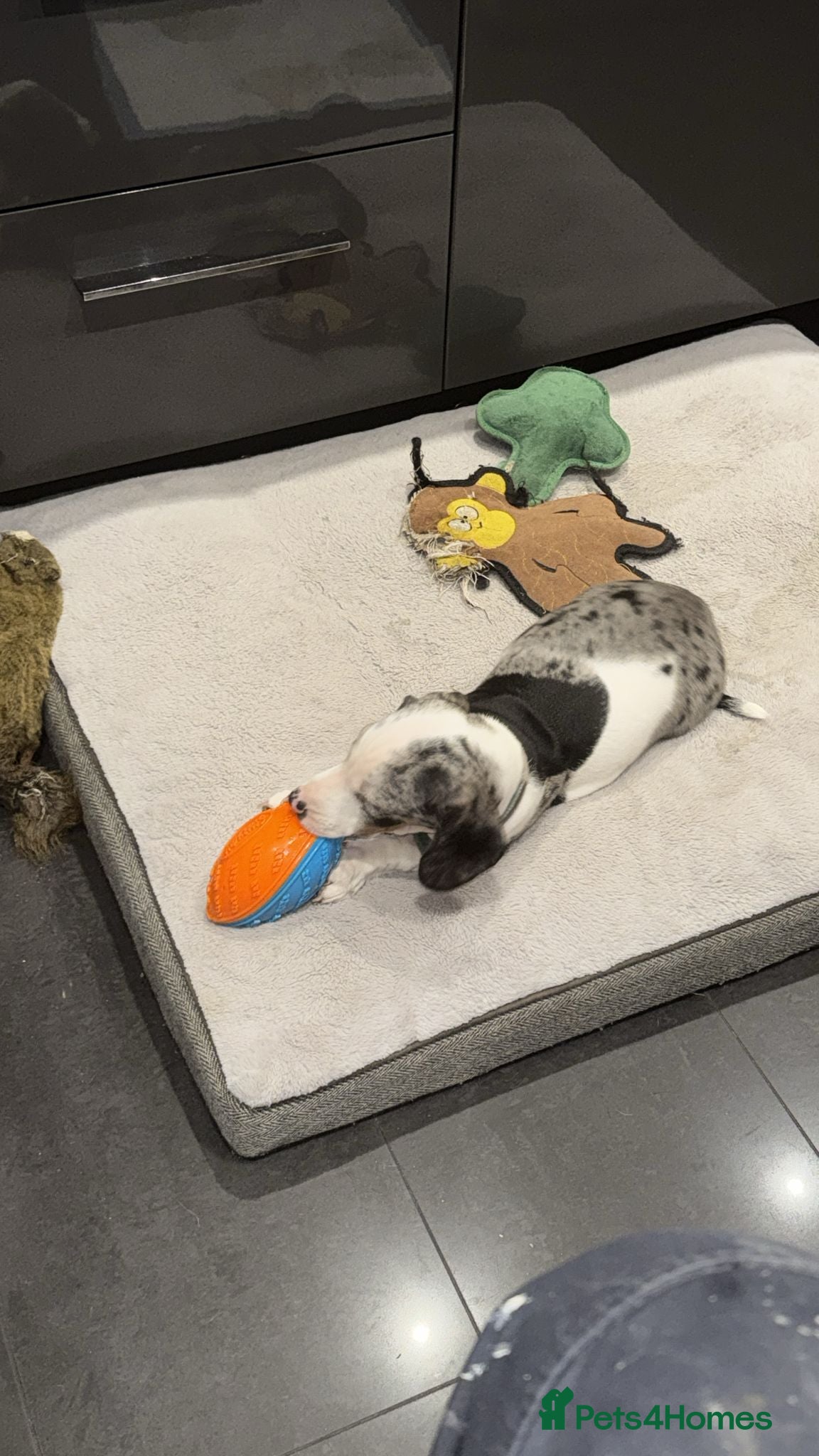 Dachshund dogs Beautifull puppies  - Advert 8