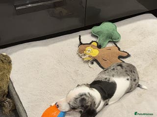 Dachshund dogs Beautifull puppies - Advert 8