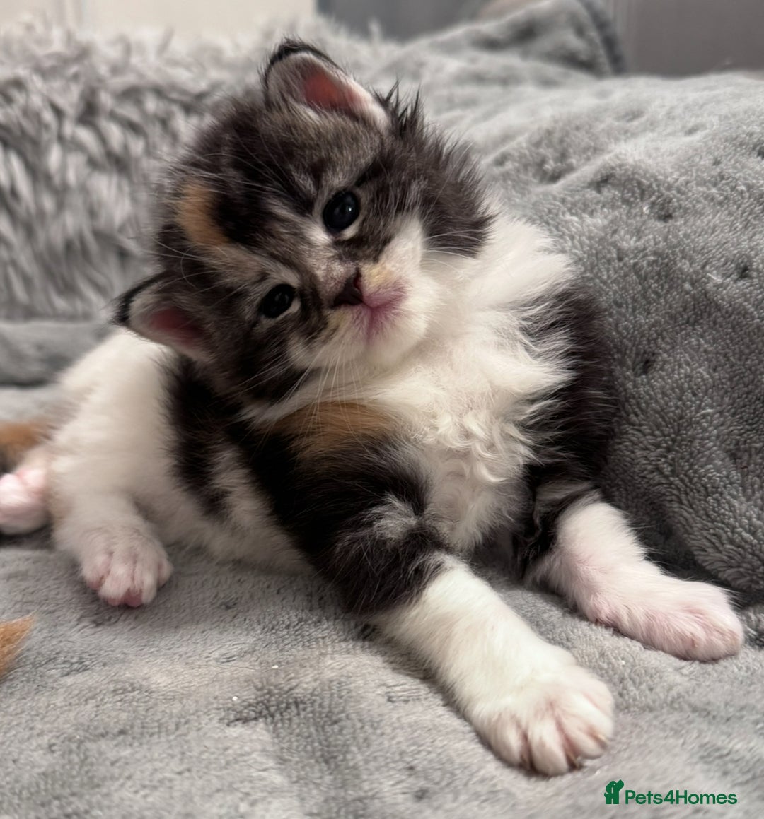 Maine Coon cats for sale: 🌟🌟Beautiful  Maine Coon kittens 🌟🌟🌟 - Advert 12