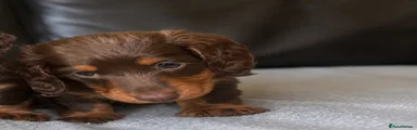 Miniature Dachshund 2