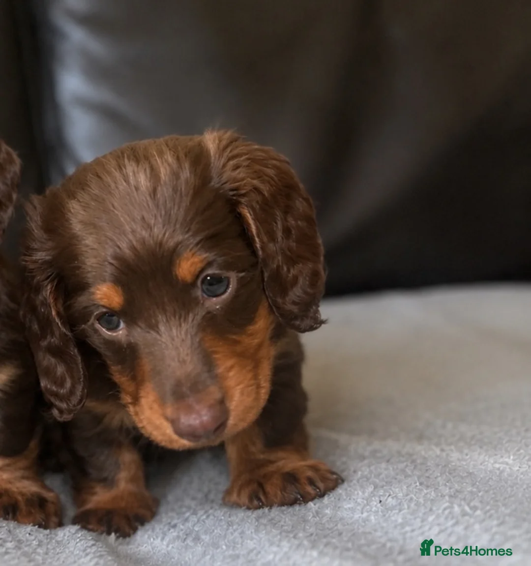 Miniature Dachshund dogs for sale: Miniature dachshunds  - Advert 14