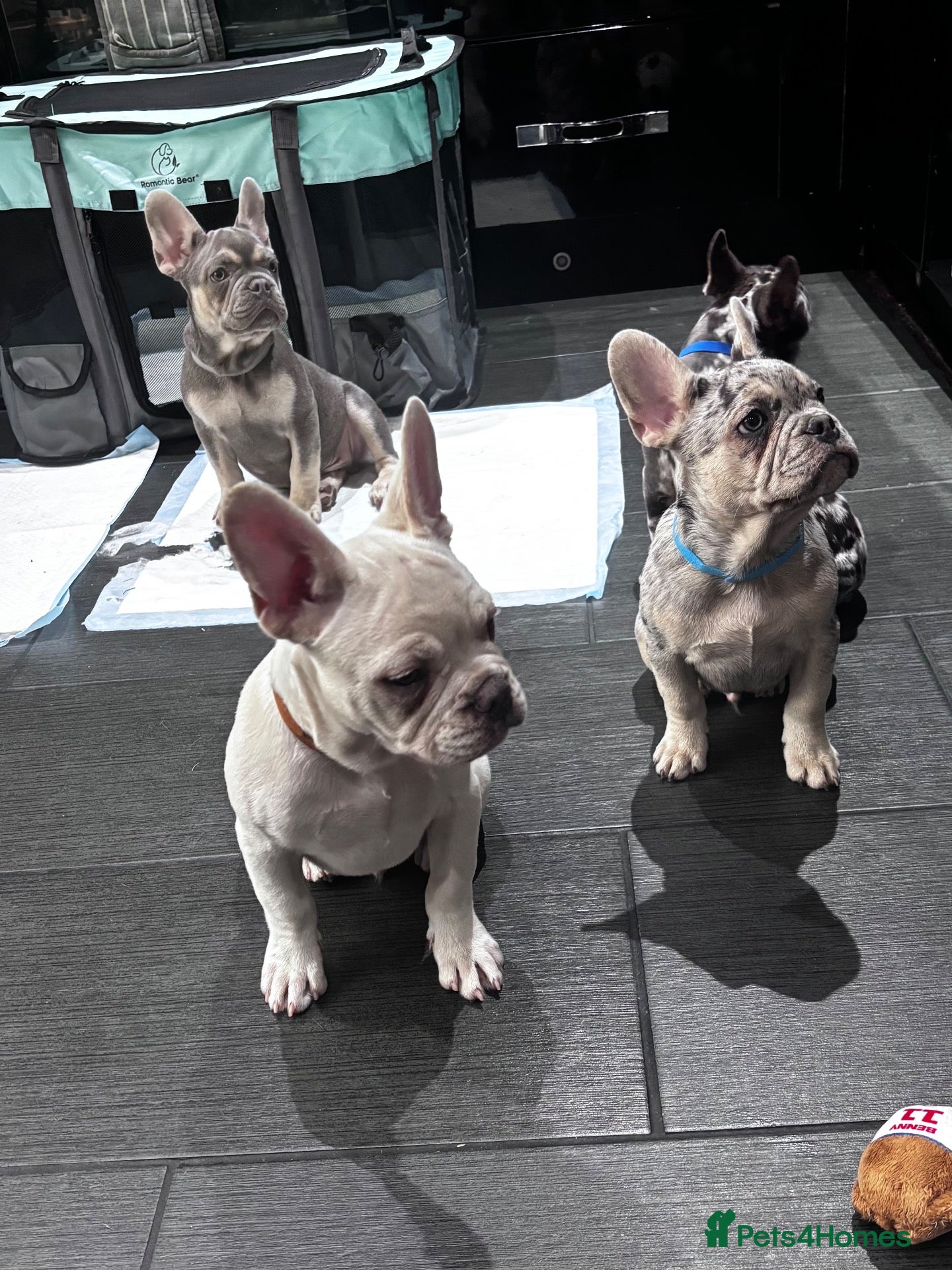 French Bulldog dogs French Bull Dog Puppies! - Advert 2
