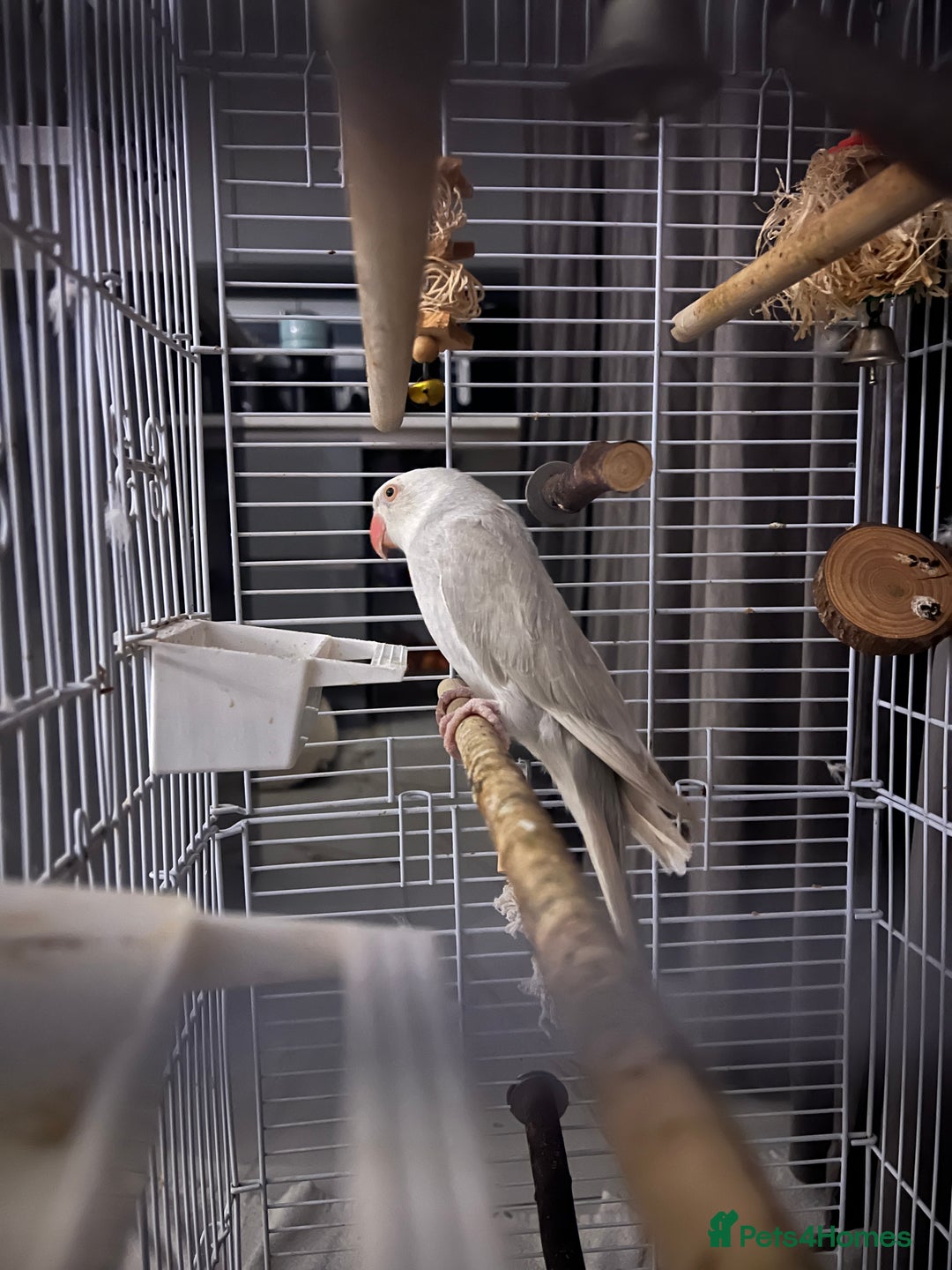 Ringnecks birds for sale: 2 year old albino ringneck - Advert 1