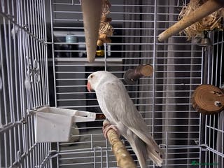 Ringnecks birds 2 year old albino ringneck - Advert 8