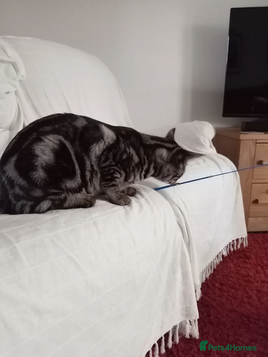 Savannah cats for sale: TICA Reg F4 Silver & Black Marbled Savannah  - Advert 3