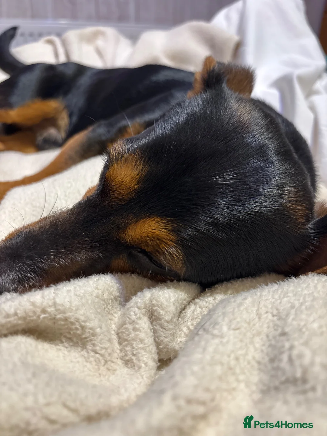 Jackshund dogs for sale: Jackshund for sale in Beckenham - Advert 20