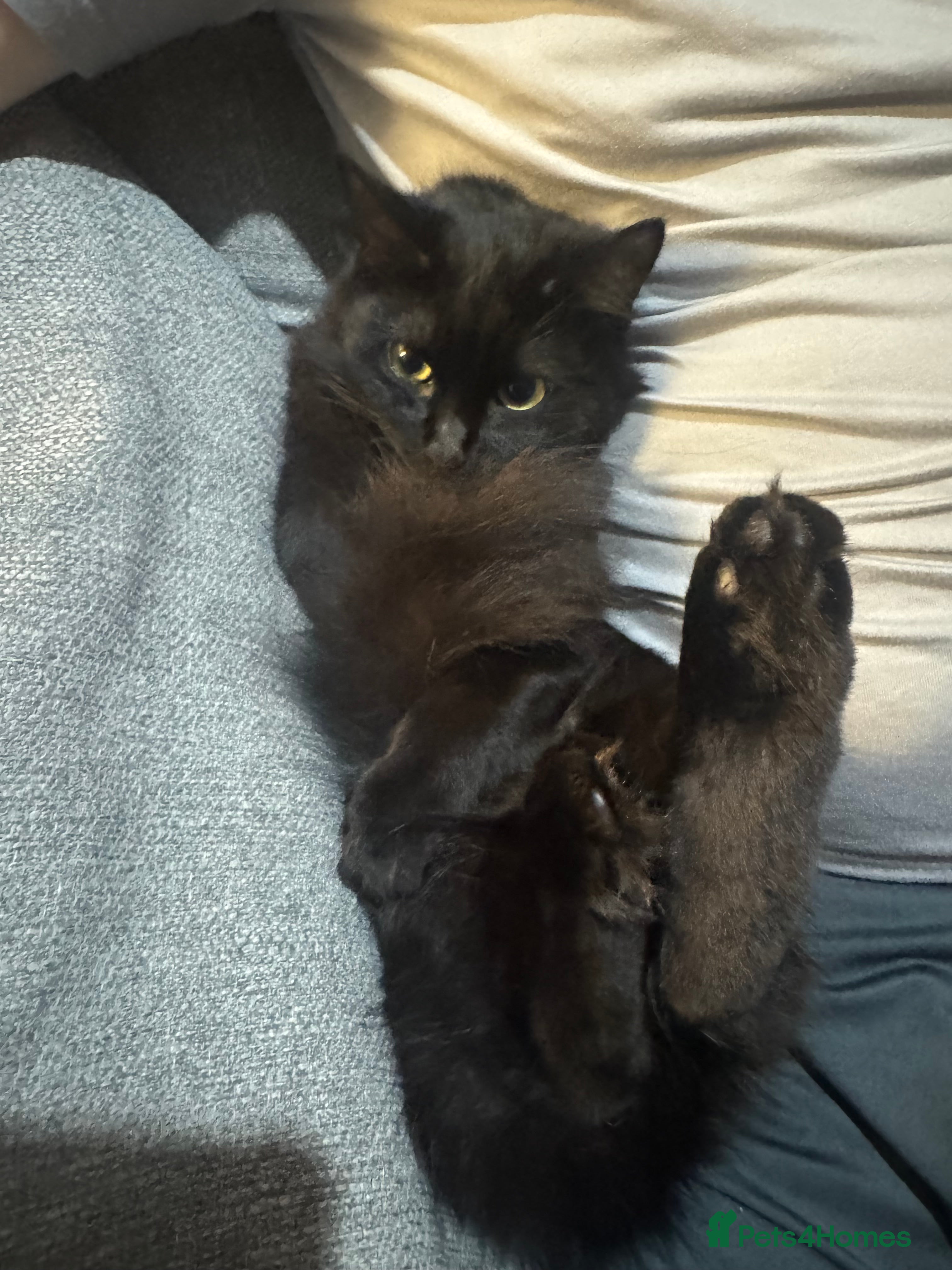 Mixed Breed cats 7 month old kitten  - Advert 1