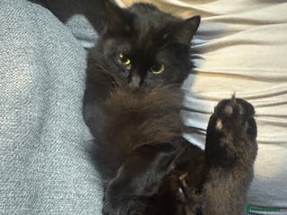 Mixed Breed cats 7 month old kitten - Advert 1