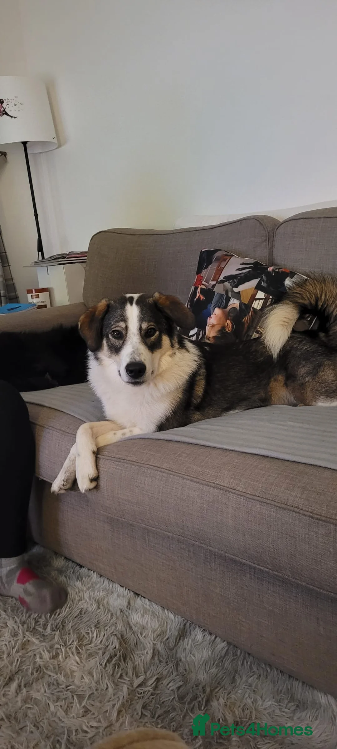 Mixed Breed dogs for sale: Meet wonderful Nala! - Advert 8