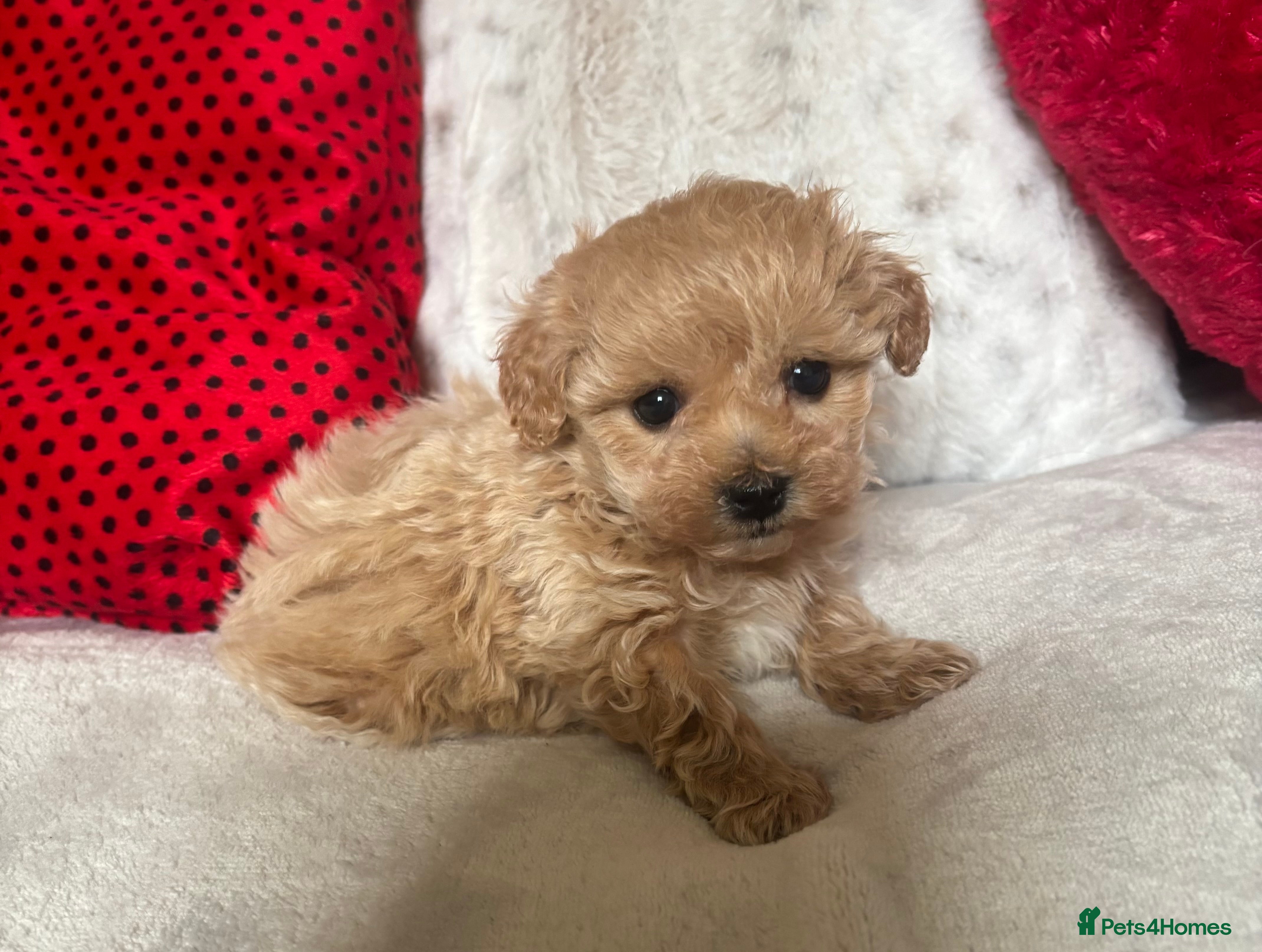 Maltipoo dogs Exquisite Maltipoo puppies  - Advert 3