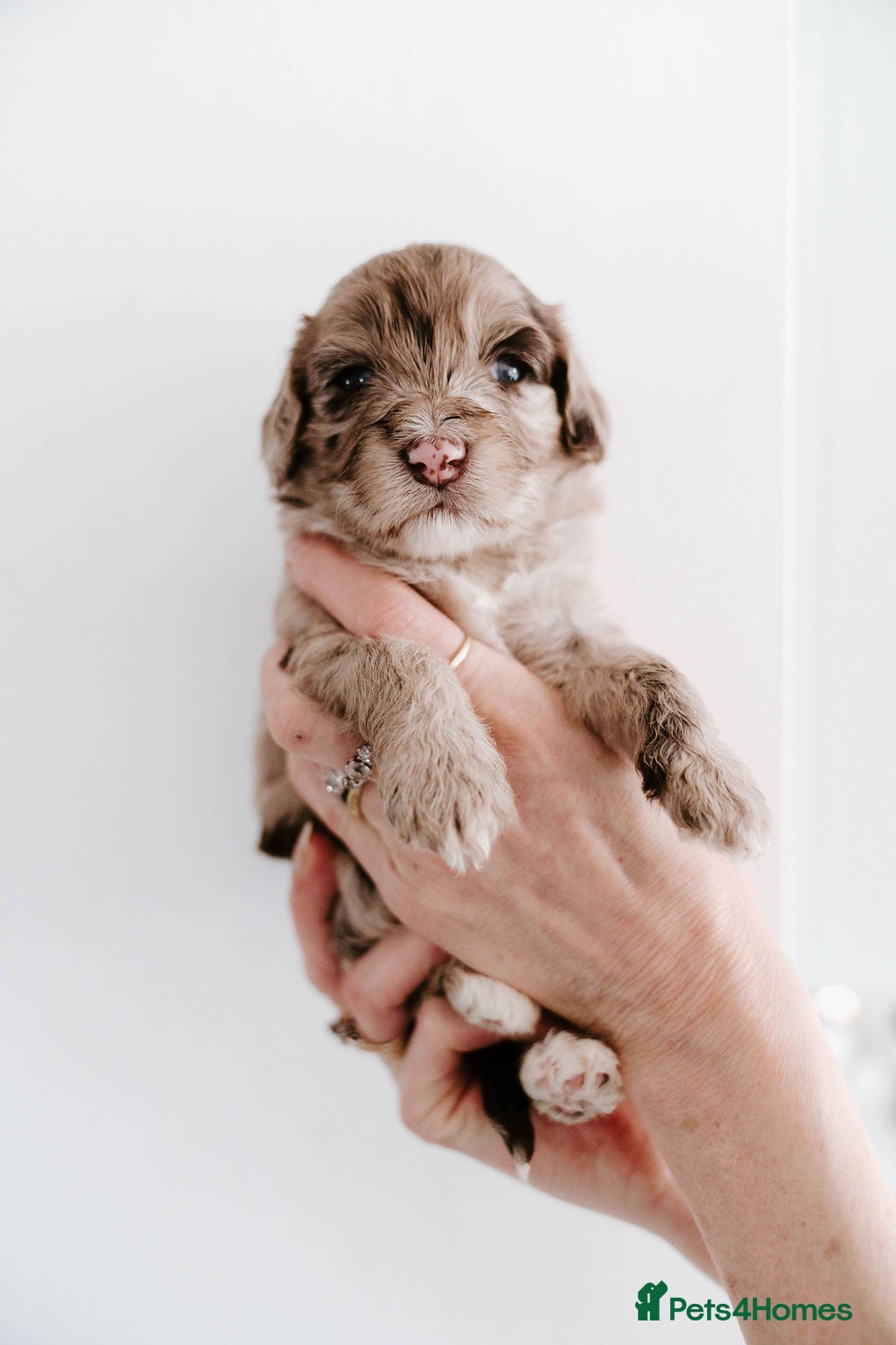 Cockapoo dogs Stunning F2B cockapoos - Advert 7