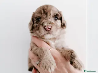 Cockapoo dogs Stunning F2B cockapoos - Advert 7