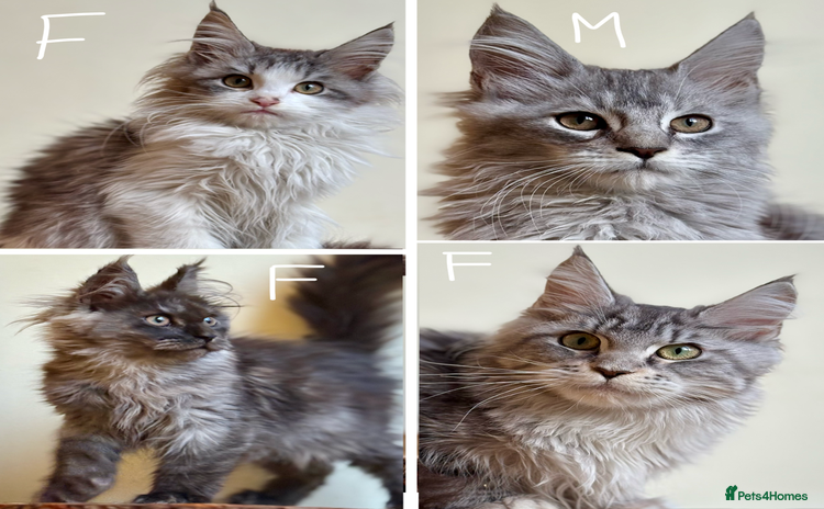 Maine Coon cats - Advert 3