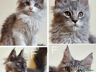 Maine Coon cats - Advert 1
