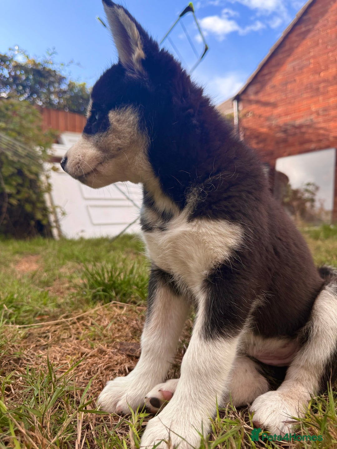 Pomsky dogs for sale: 1 girl 1 boy❗️fully vaccinated - READY 🏡  - Image 12