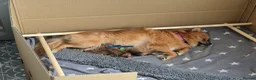 Pomeranian dogs for stud: PROVEN Pomeranian for STUD  - Advert 18