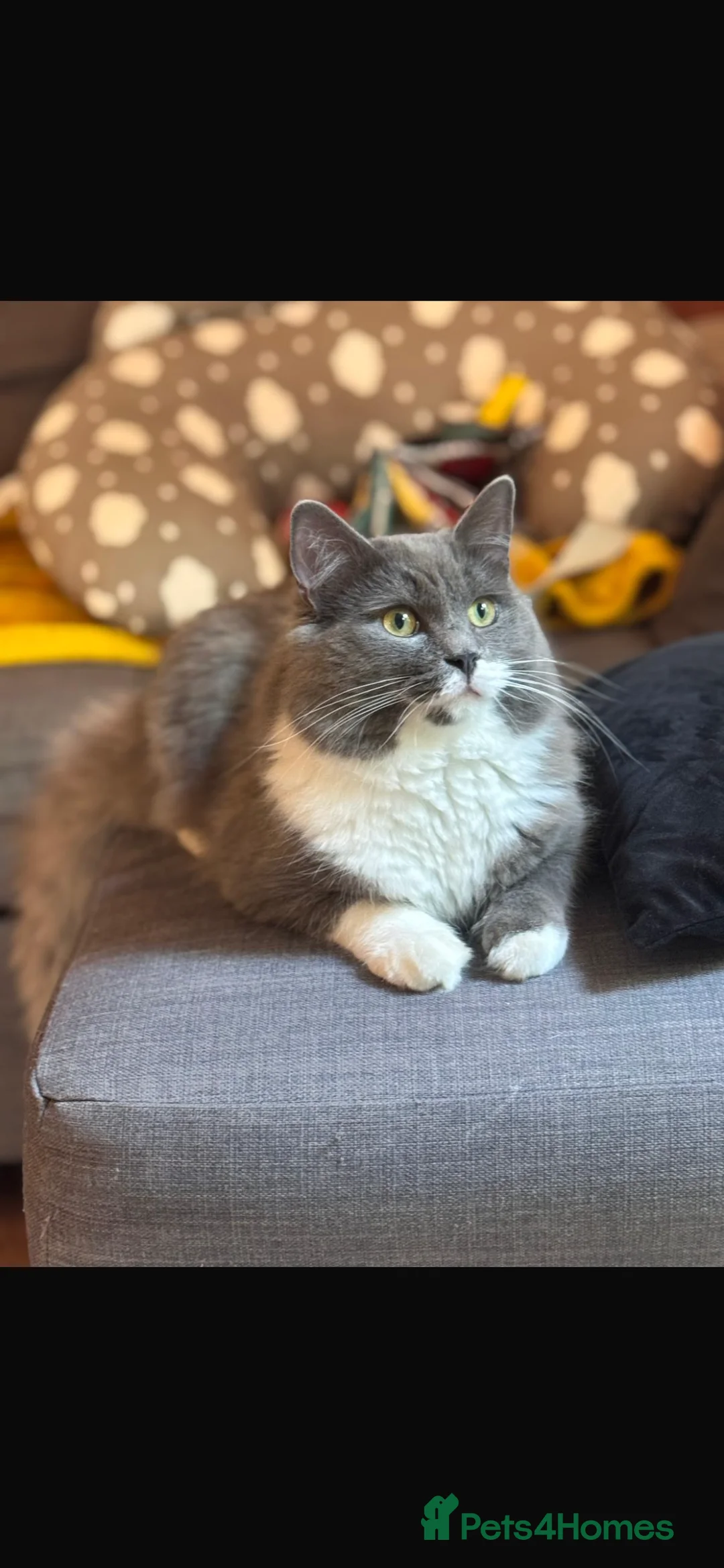 Mixed Breed cats for sale: £20 Neutered Male Cat- Needs Home by Friday - Advert 3