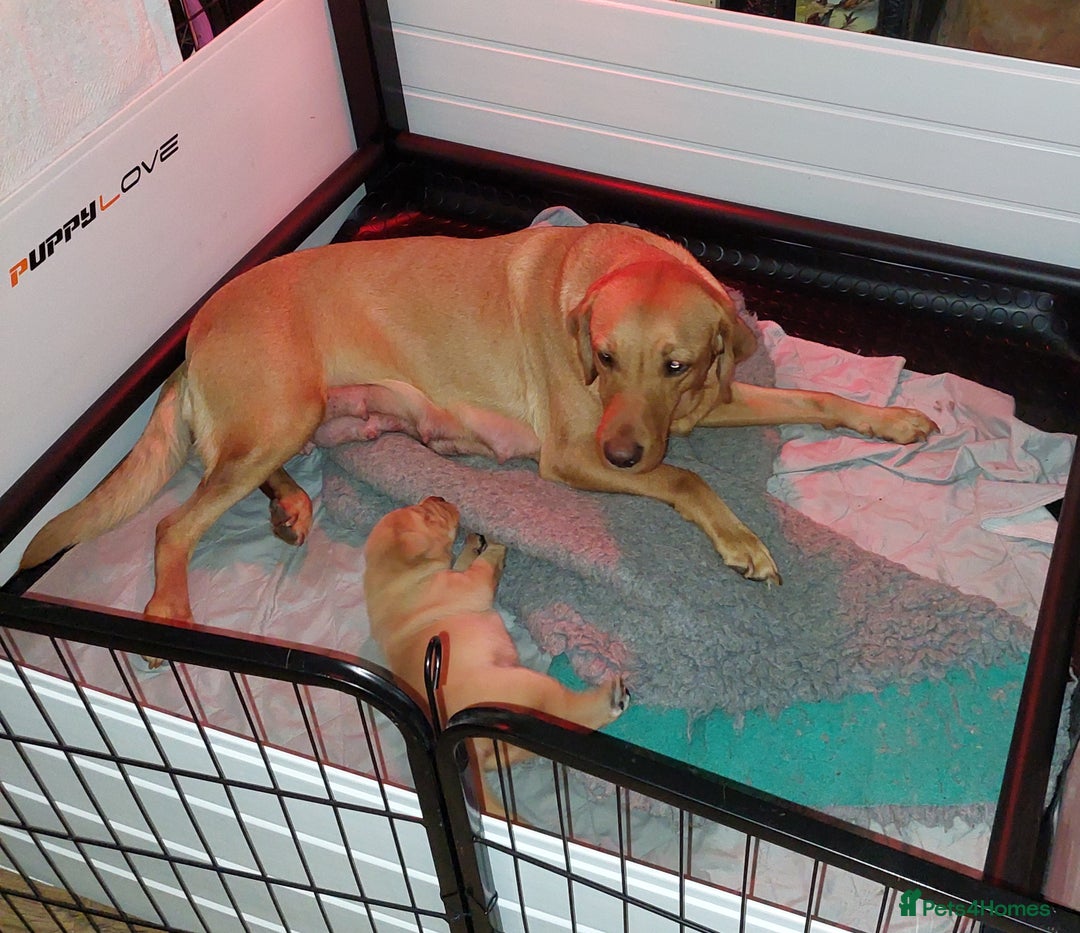 Labrador Retriever dogs for sale: Gorgeous female labrador puppy available Oct 4th  - Image 6