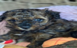 Toy Poodle dogs for sale: Tiny toy poodle puppies  - Image 5