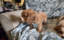 Cavapoo dogs for sale: 3 Red Cavapoo pups for sale - Image 5