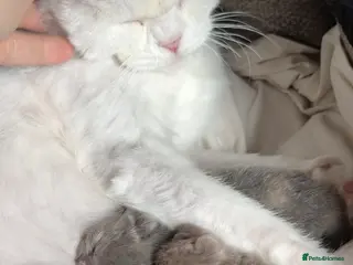 British Shorthair cats 5 British short hair kitten for sale - Advert 1