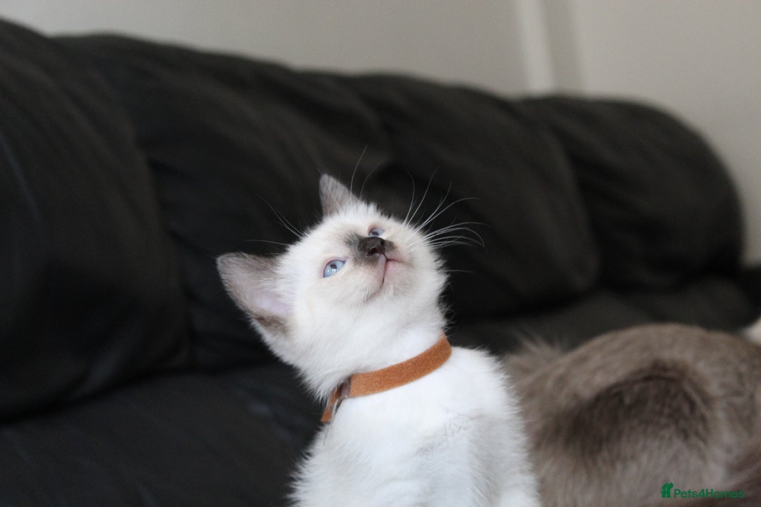 Ragamese cats for sale: Ragamese ragdoll siamese vaccinated, microchipped - Image 17