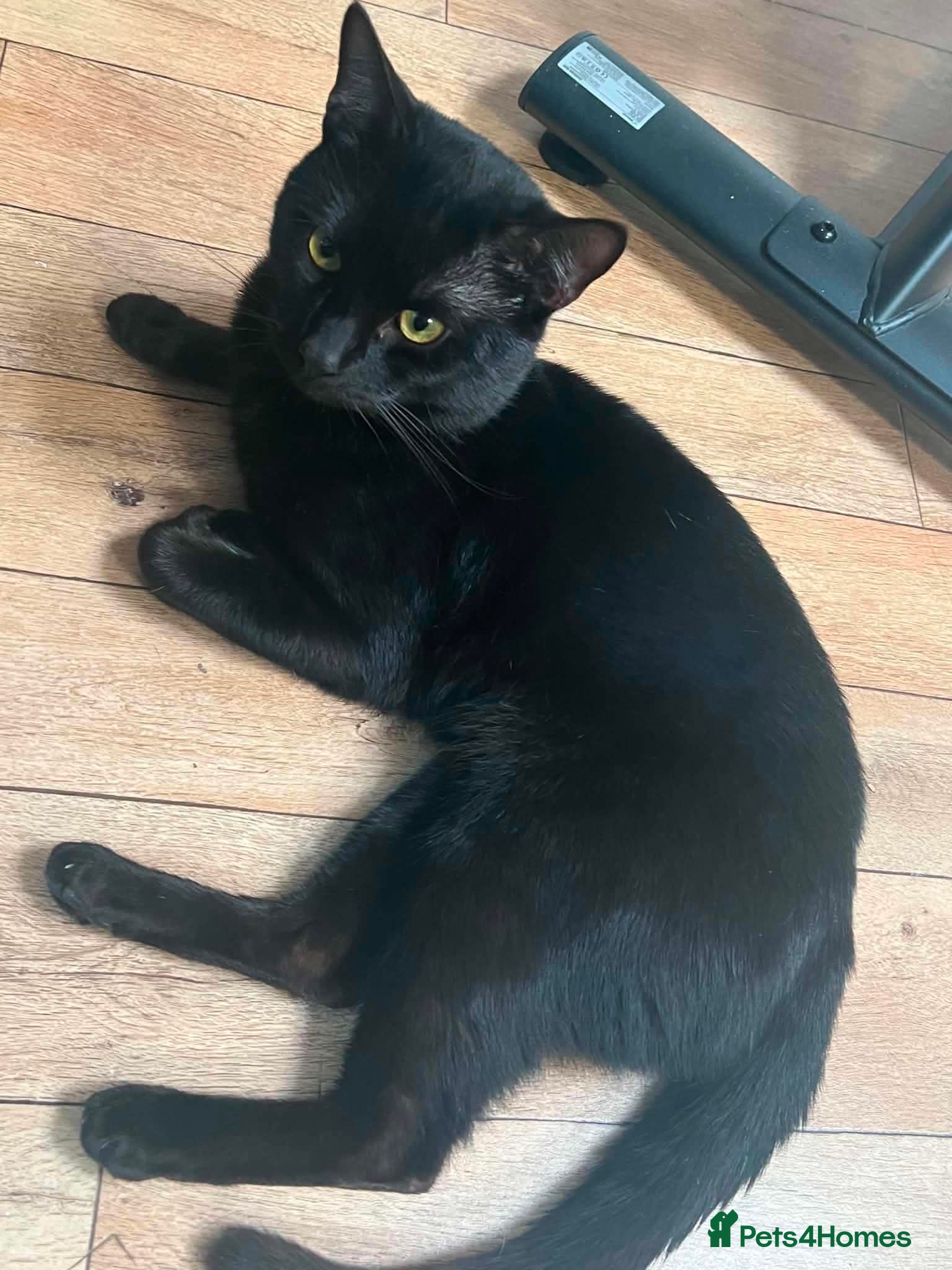 Mixed Breed cats Tyson Cat for sale! - Advert 1
