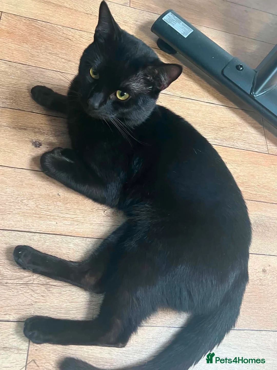 Mixed Breed cats for sale: Tyson Cat for sale! in Taunton - Advert 1