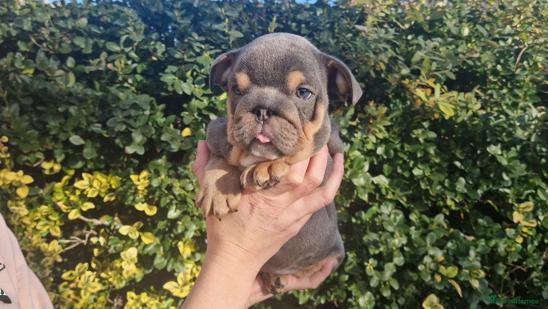 English Bulldog dogs for sale: PEDIGREE KC REGISTERED ENGLISH BULLDOGS - Advert 6