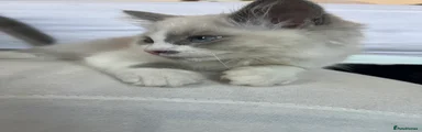 Ragdoll Kitten 2