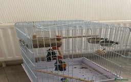 Cockatiels birds for sale: Tamed cocktail for sale - Image 6