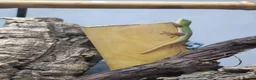 Gecko reptiles for sale: Gold Dust Day Gecko Babies - Advert 3