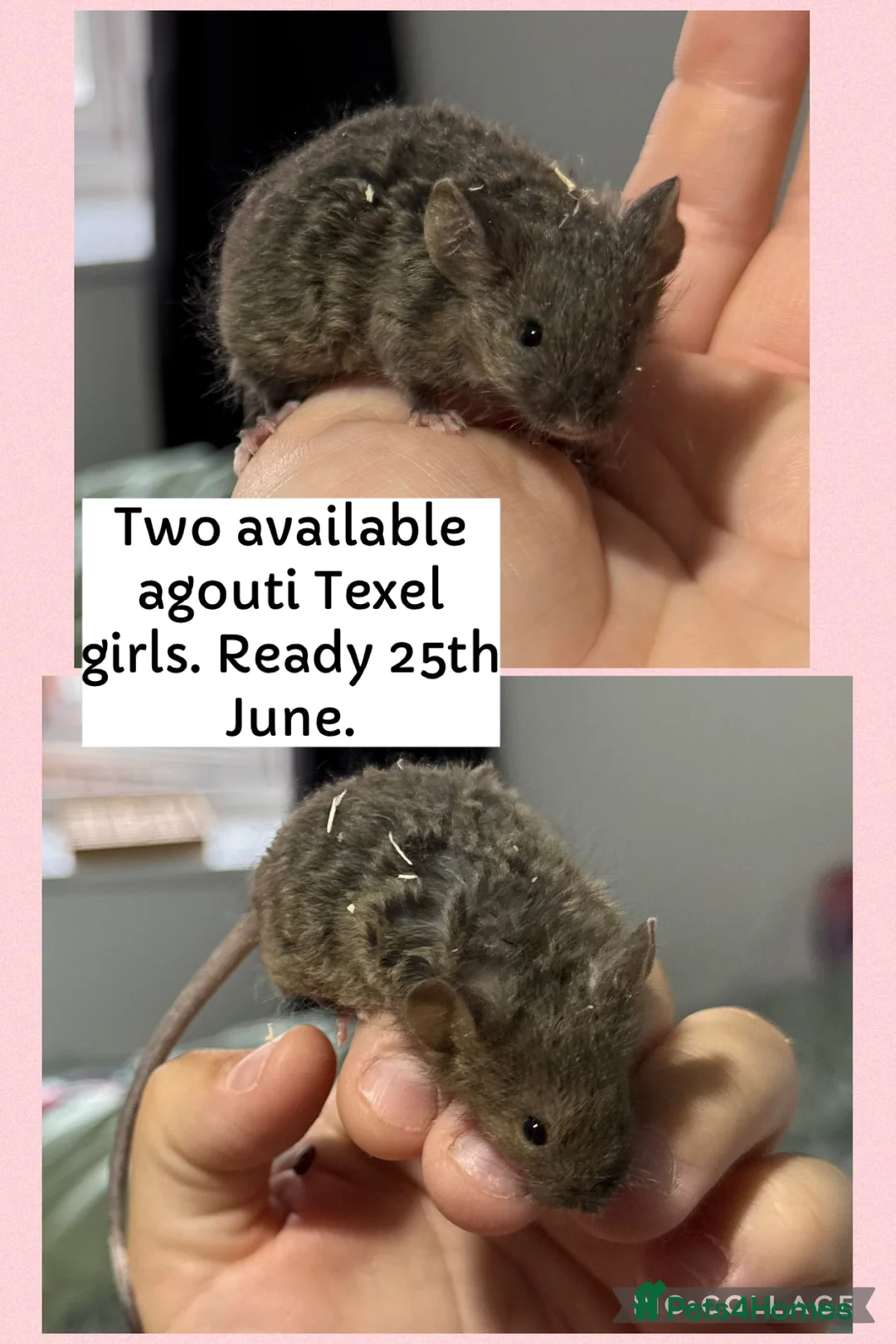 Mouse rodents for sale: Two gorgeous Texel female mice from mousery!  - Advert 1