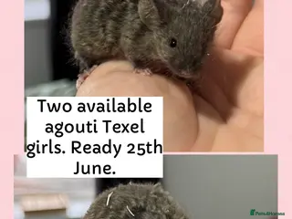 Mouse rodents Two gorgeous Texel female mice from mousery! - Advert 1