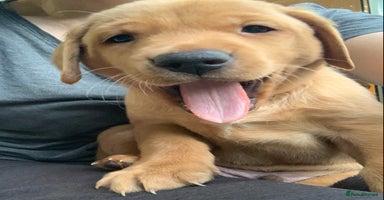 Labrador Retriever dogs - Advert 3