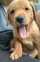 Labrador Retriever dogs - Advert 6